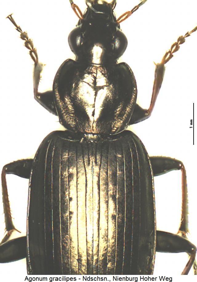 agonum_gracilipes_vk.jpg