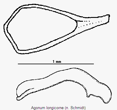 agonum_longicorne.gif