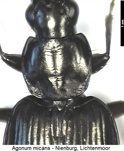 agonum_micans_vk.jpg