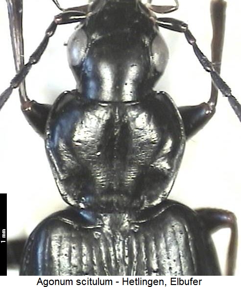 agonum_scitulum_vk.jpg