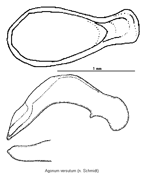 agonum_versutum.gif