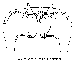 agonum_versutum_vp.gif