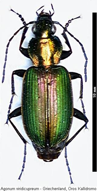 agonum_viridicupreum_hab.jpg