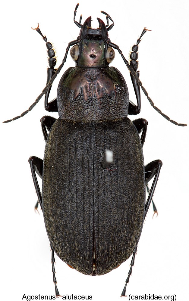 agostenus_alutaceus.jpg