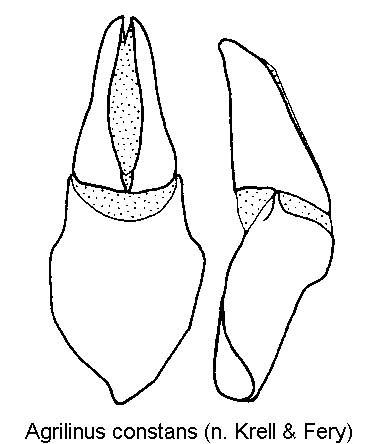 agrilinus_constans.gif