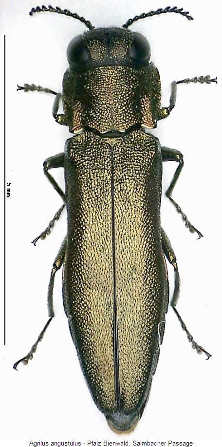 agrilus_angustulus_hab.jpg