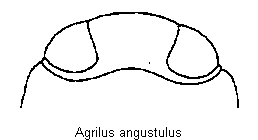 agrilus_angustulus_vk.gif