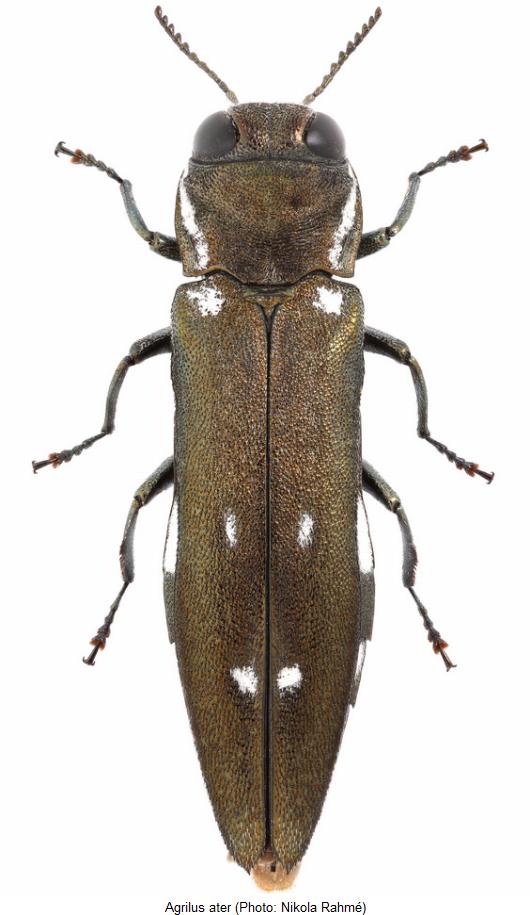 agrilus_ater_hab.jpg