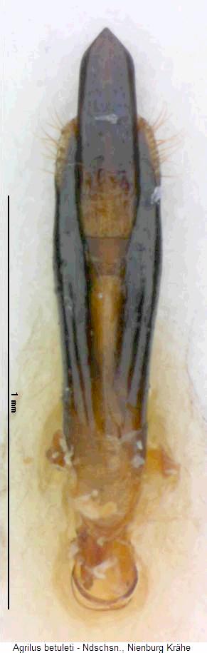agrilus_betuleti.jpg
