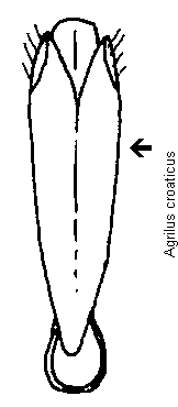 agrilus_croaticus.gif