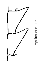 agrilus_curtulus_f.gif