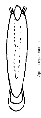 agrilus_cyanescens.gif
