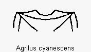 agrilus_cyanescens_vbr.gif
