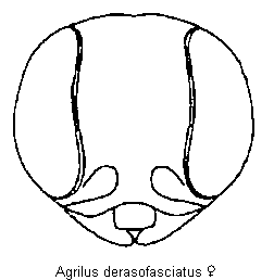 agrilus_derasofasciatus_k.gif