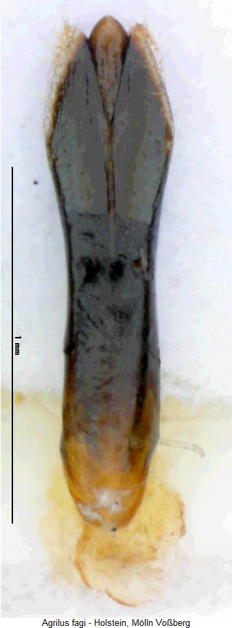 agrilus_fagi.jpg