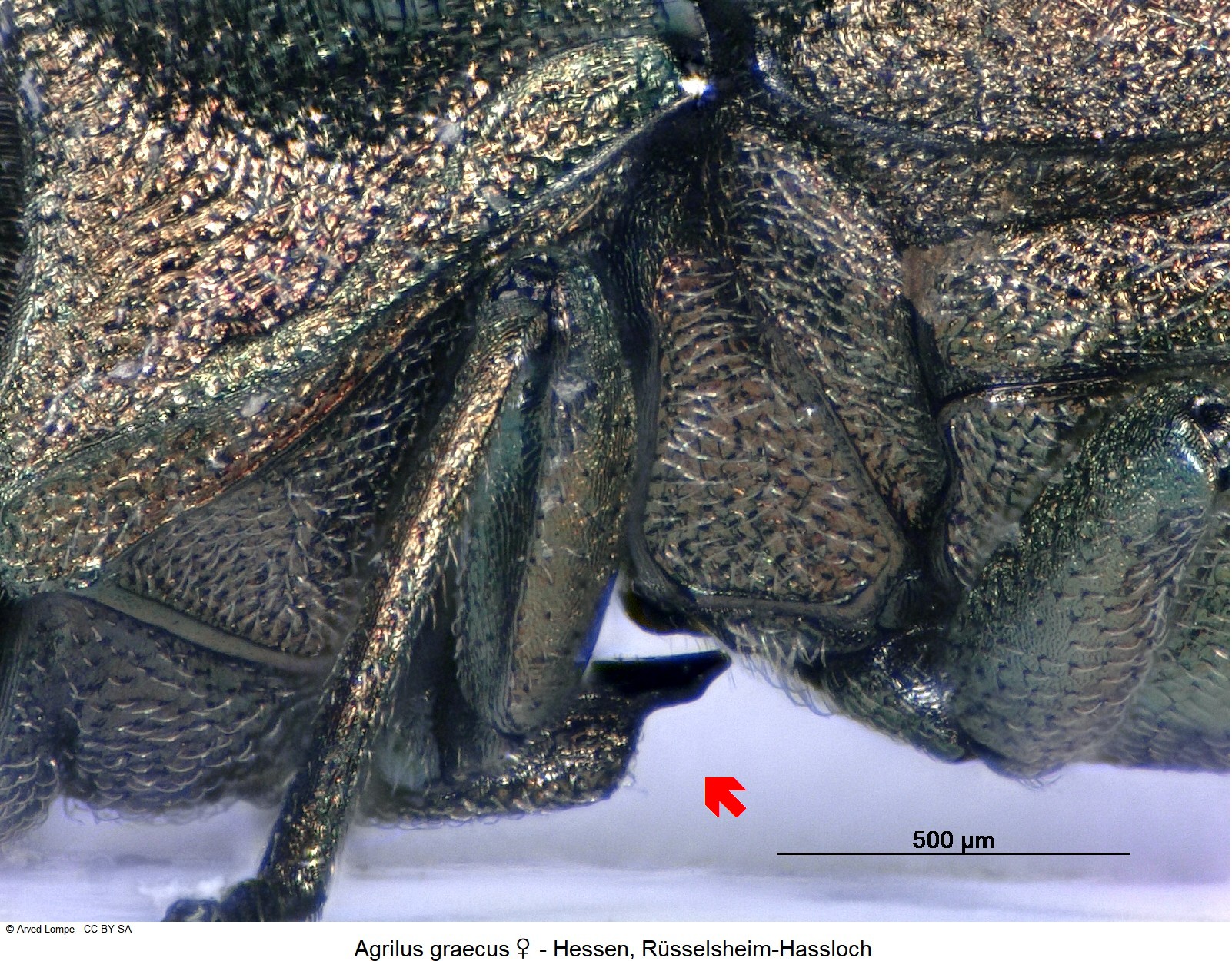 agrilus_graecus_w_sa_vbr.jpg