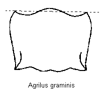 agrilus_graminis_hsch.gif