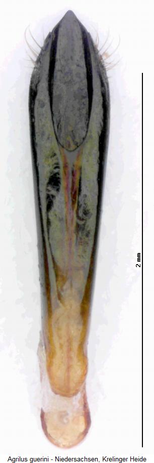 agrilus_guerini.jpg