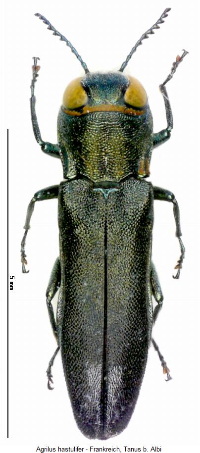 agrilus_hastulifer_hab.jpg