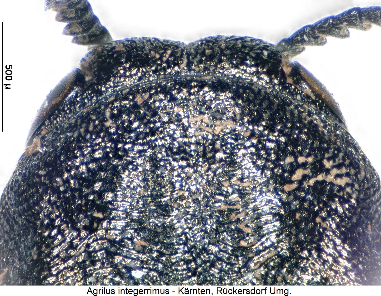 agrilus_integerrimus_k.jpg