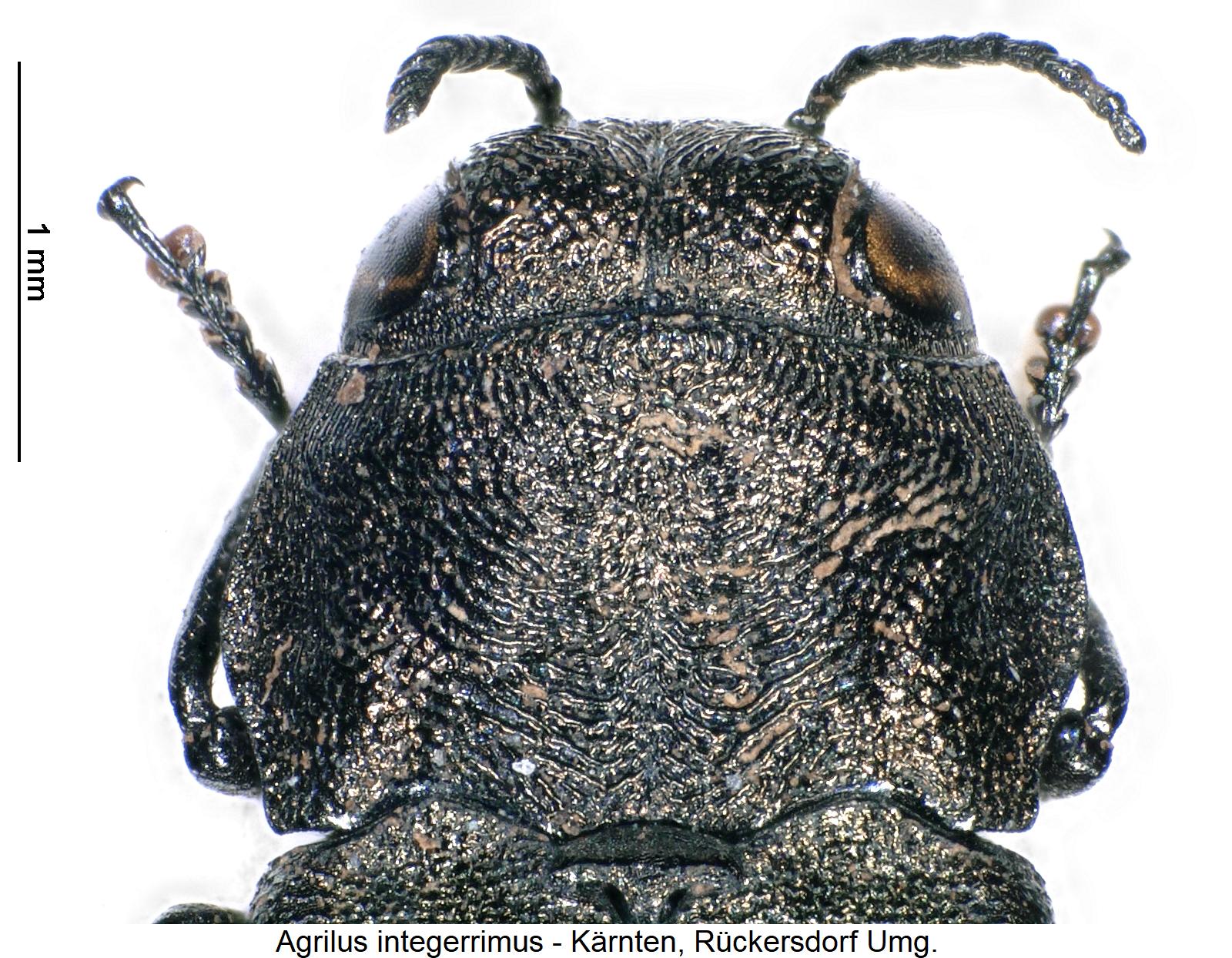 agrilus_integerrimus_vk1.jpg
