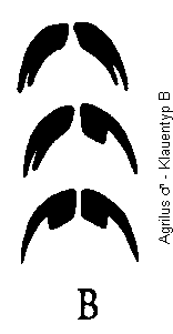 agrilus_klauentyp_b.gif