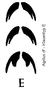 agrilus_klauentyp_e.gif