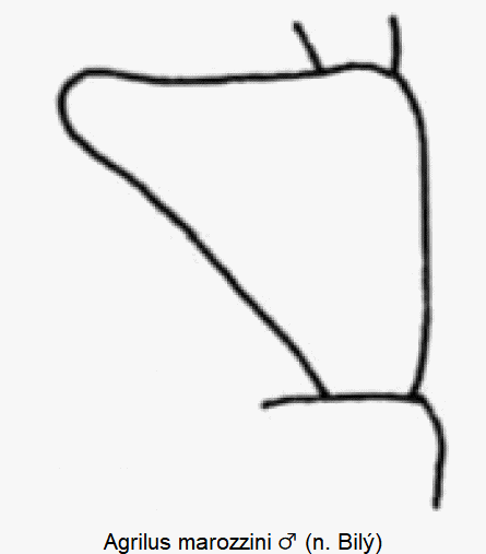 agrilus_marozzini_f.gif