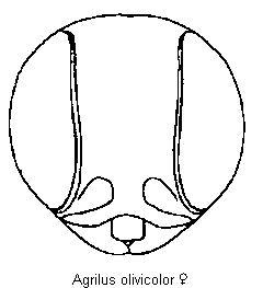 agrilus_olivicolor_k.gif