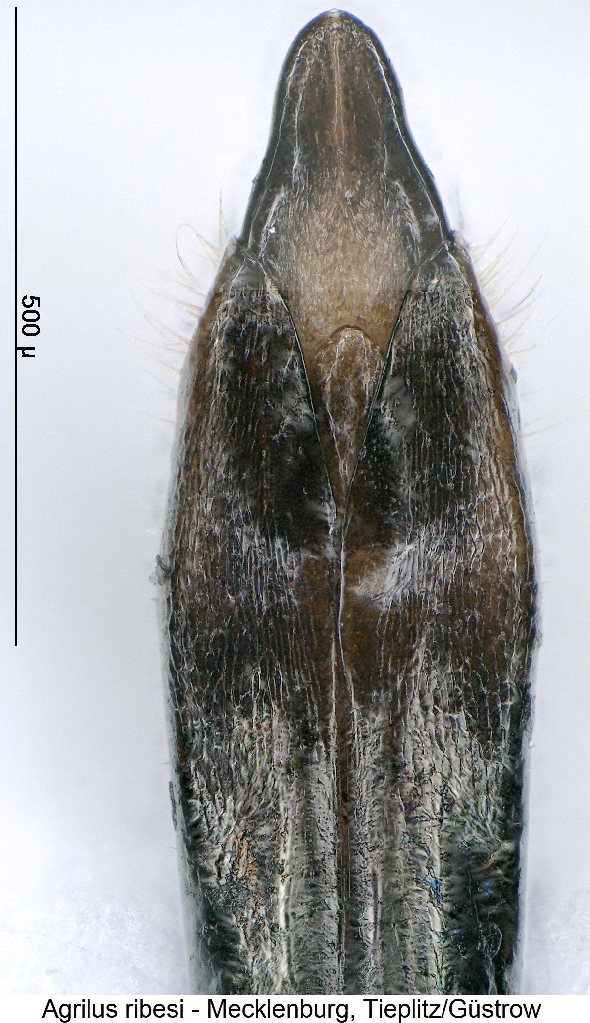 agrilus_ribesi_spitze.jpg