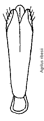 agrilus_ribesii.gif