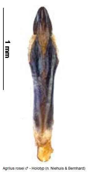 agrilus_rosei.jpg