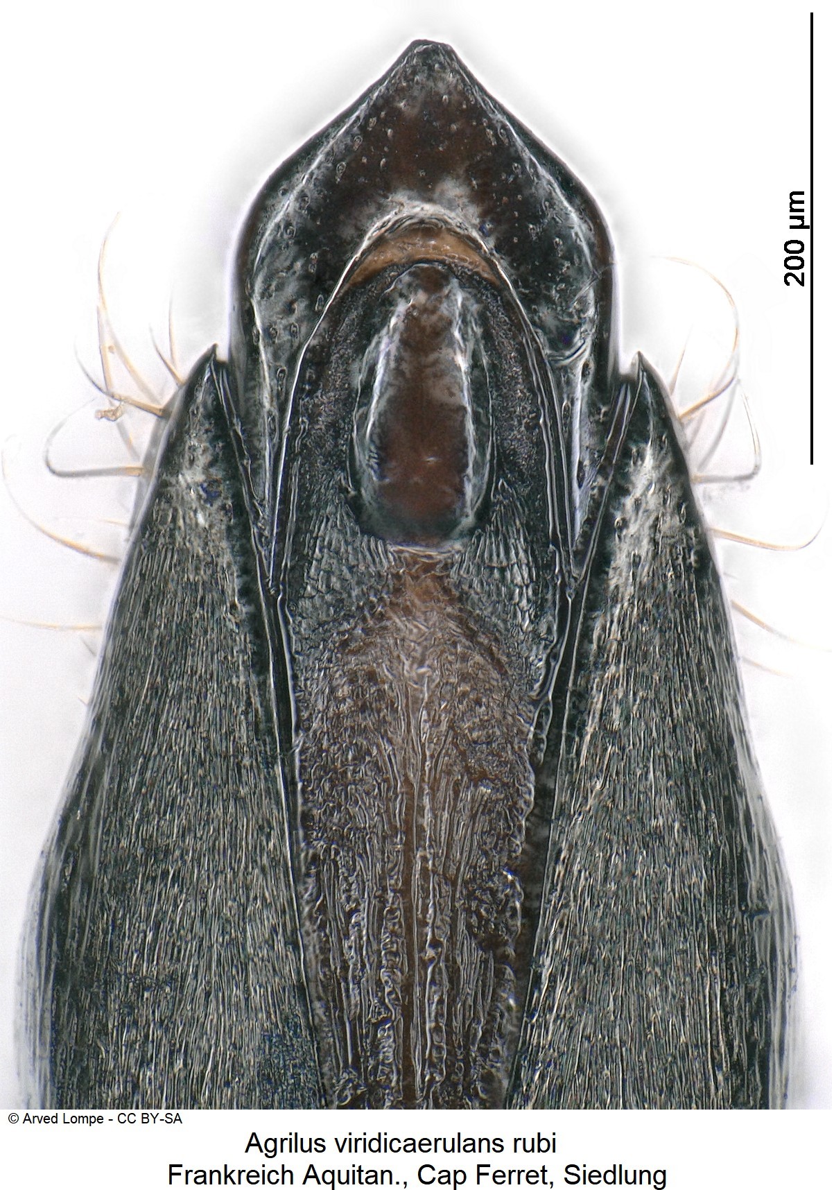 agrilus_rubi_ck34275665-1.jpg