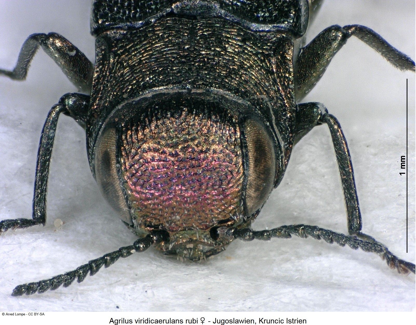 agrilus_rubi_w_ck7436_k.jpg