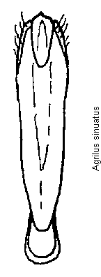 agrilus_sinuatus.gif