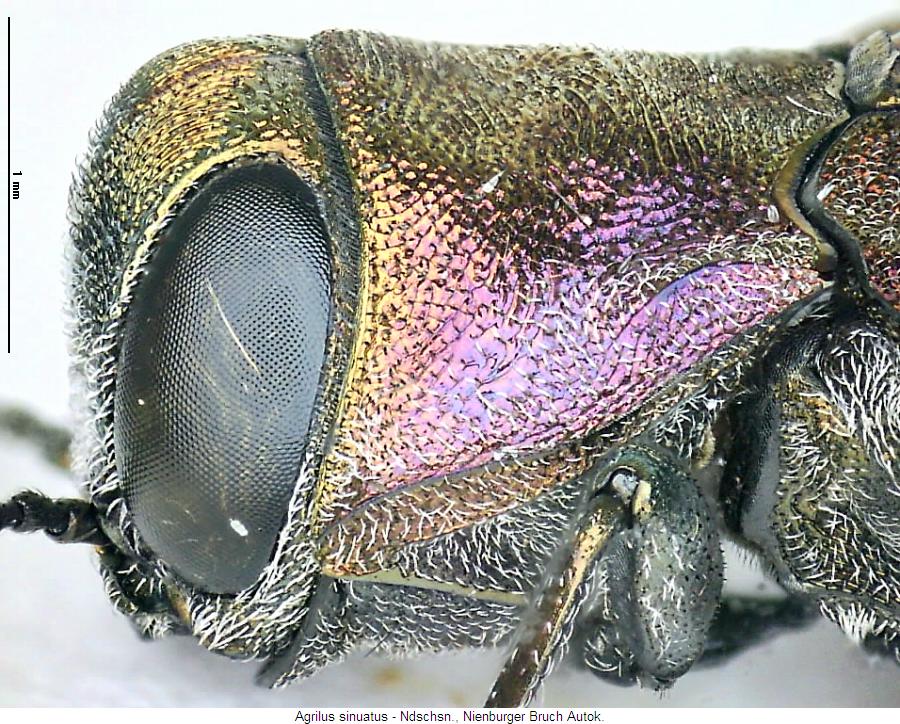 agrilus_sinuatus_vk.jpg