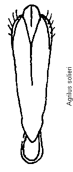 agrilus_solieri.gif