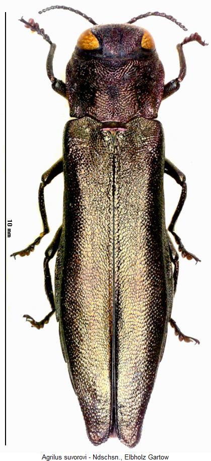 agrilus_suvorovi_hab.jpg
