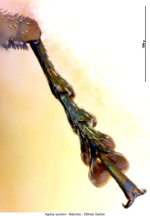 agrilus_suvorovi_htr.jpg