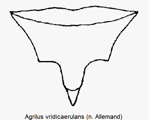 agrilus_viridicaerulans_vbr.gif