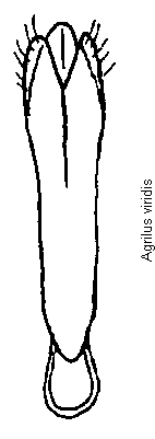 agrilus_viridis.gif
