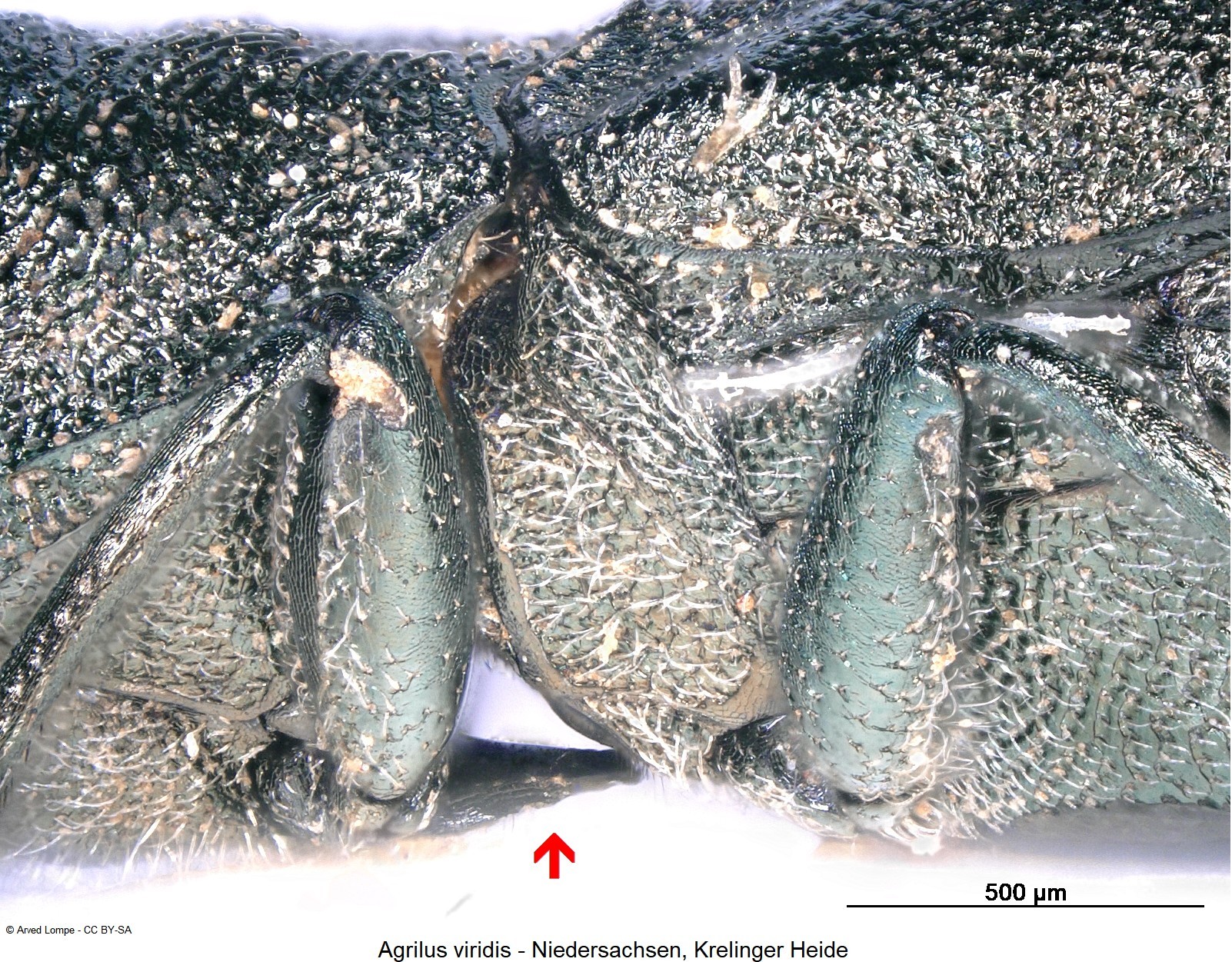 agrilus_viridis_ck16997261_sa_vbr.jpg