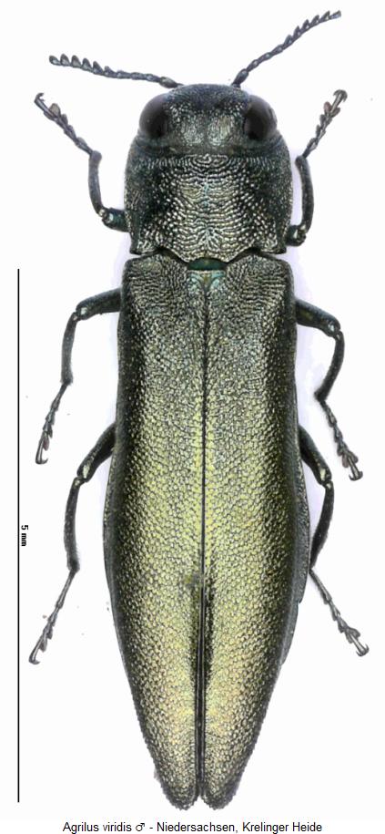 agrilus_viridis_m_hab.jpg