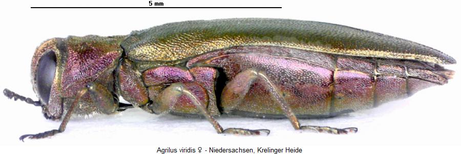 agrilus_viridis_w_sa.jpg
