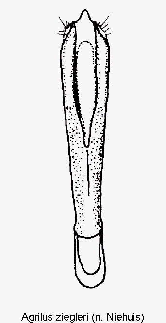 agrilus_ziegleri.gif
