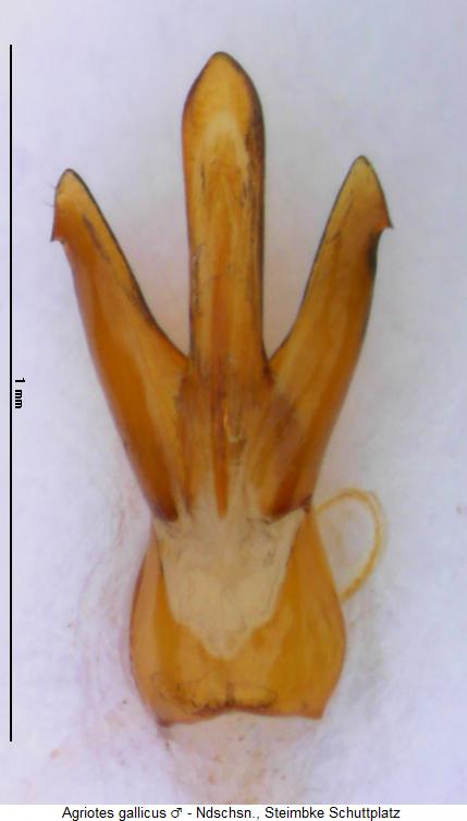 agriotes_gallicus.jpg