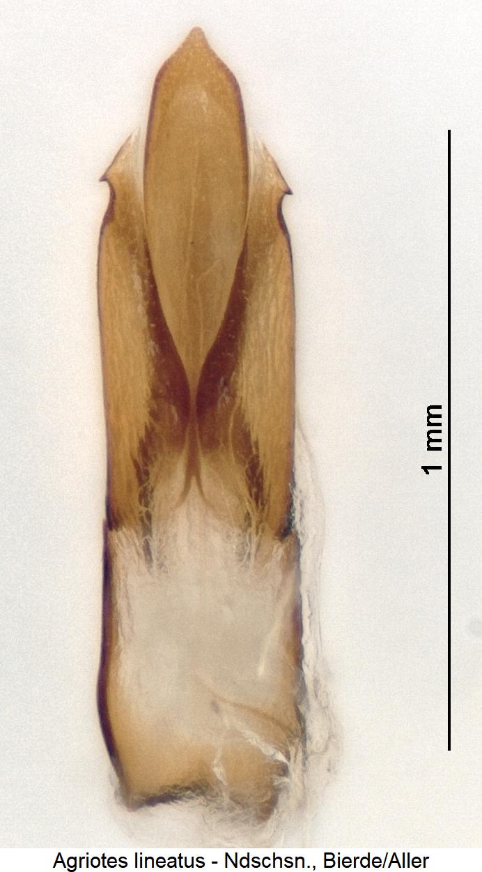 agriotes_lineatus1.jpg
