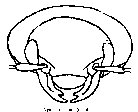 agriotes_obscurus_k.gif