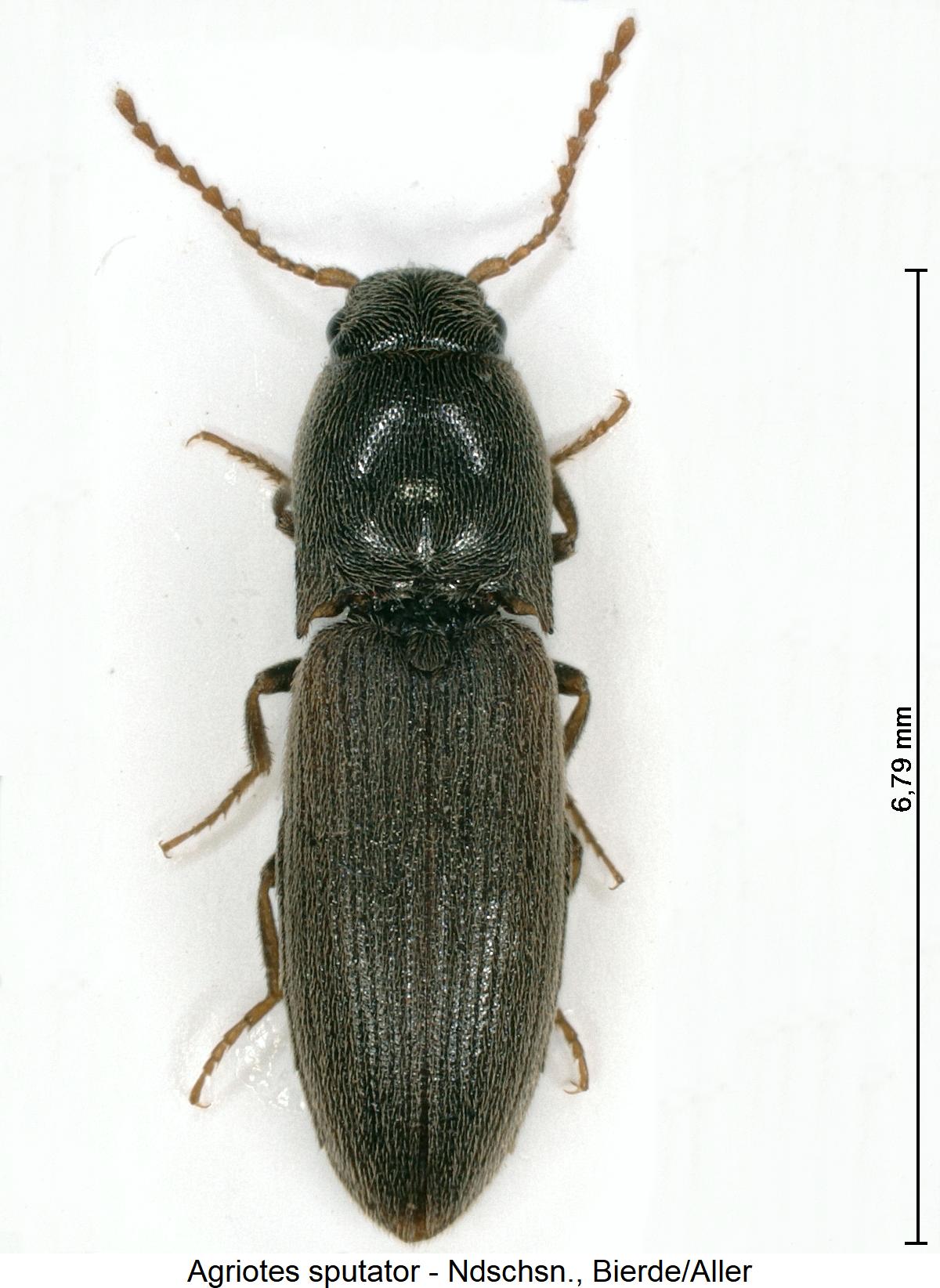 agriotes_sputator_hab.jpg