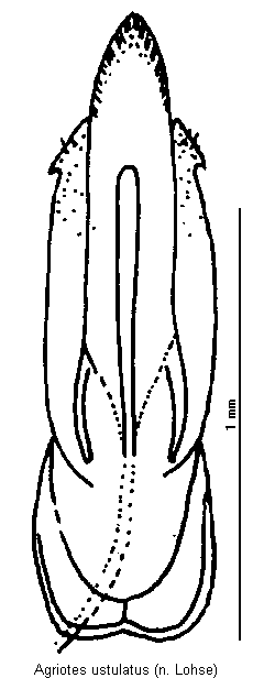 agriotes_ustulatus.gif